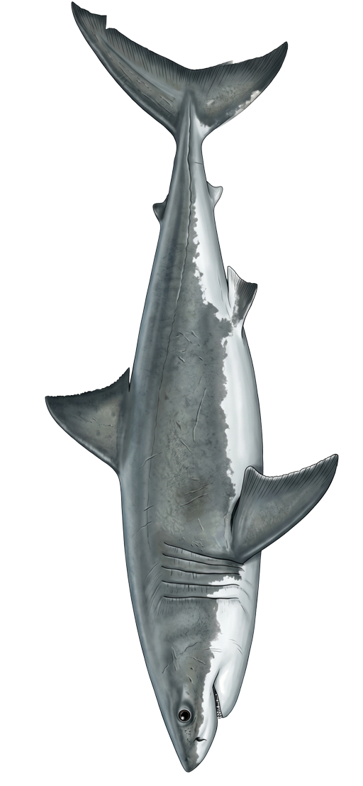 Shark