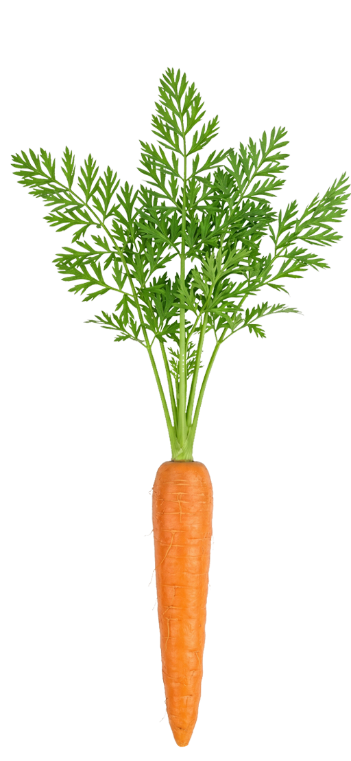 Carrot