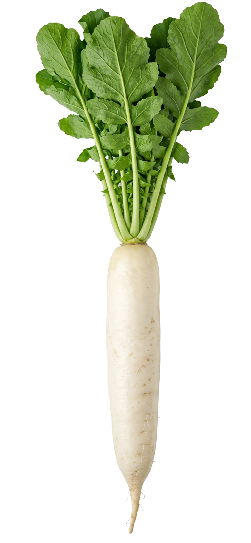 Korean Radish