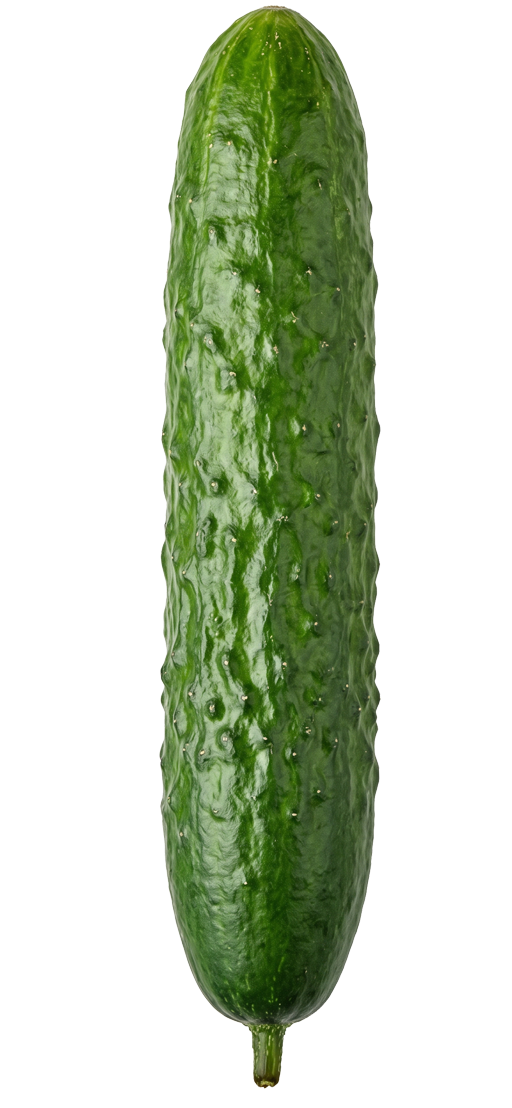 Cucumber