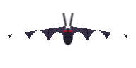 Bats