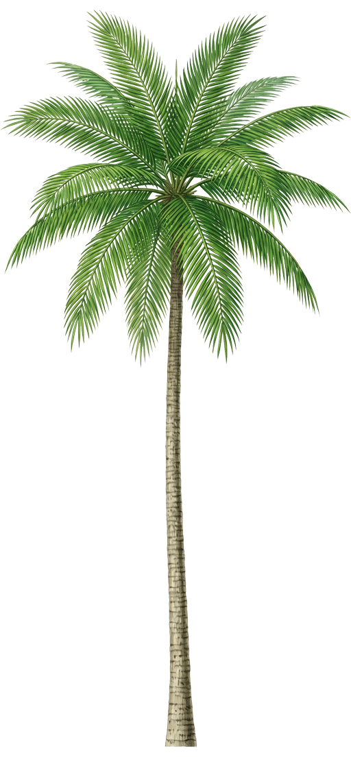 Palm Tree